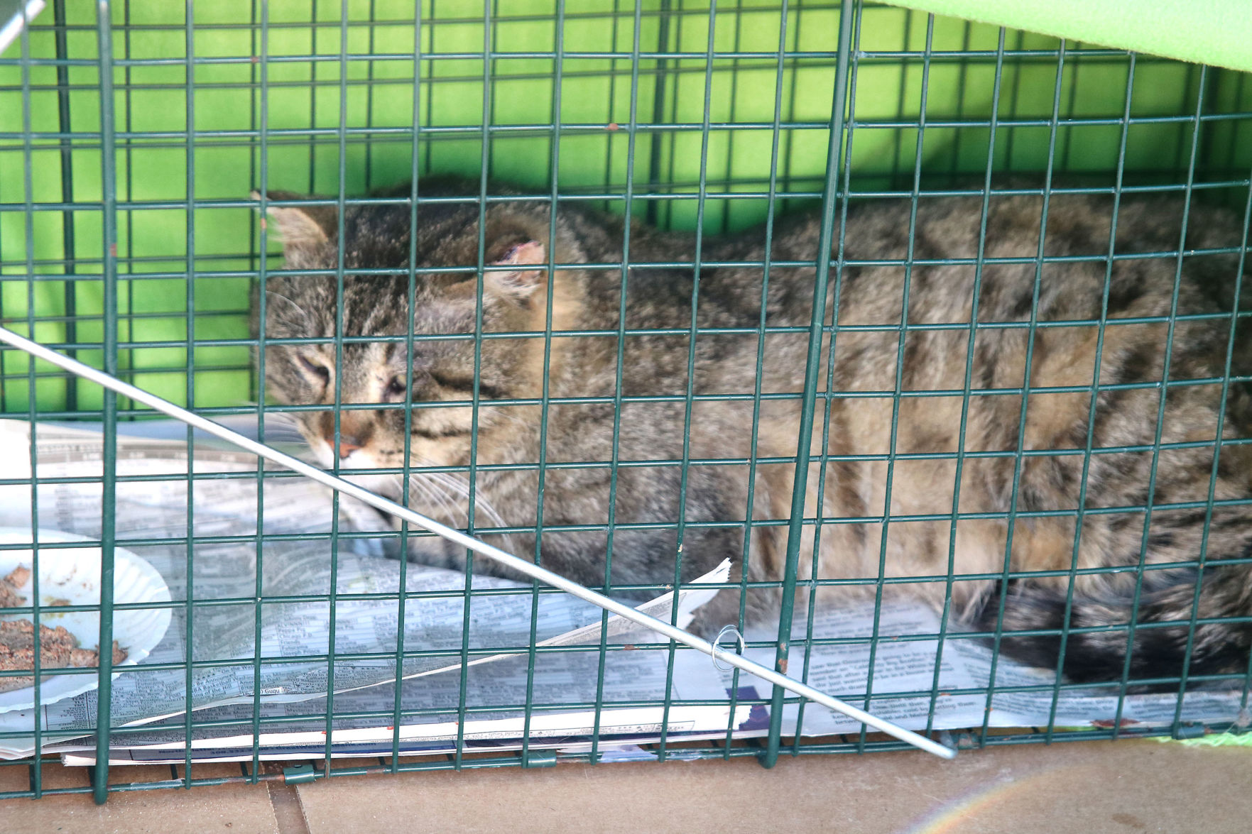 North Platte duo’s efforts help curb feral cat numbers